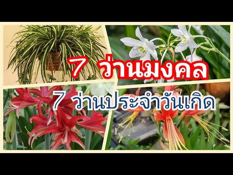 7 ว่านมงคลประจำวันเกิด Ep#45 #ฝากติดตามช่องเกษตรตั้งตัวด้วยนะคะ