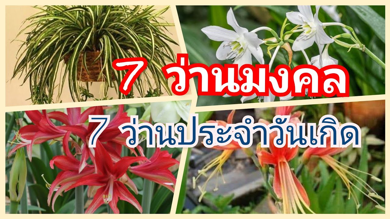 7 ว่านมงคลประจำวันเกิด Ep#45 