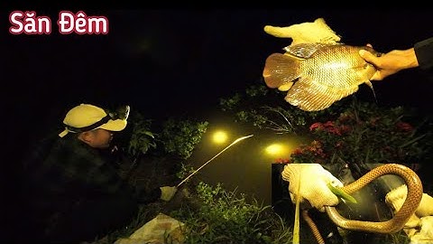 Cắm Câu Cá Mùa Lũ Trên Đồng Ruộng | Một Đêm Trúng Rắn! Không Ngờ Mùa Nước Nổi Nhiều Rắn Lớn (Phần 1)