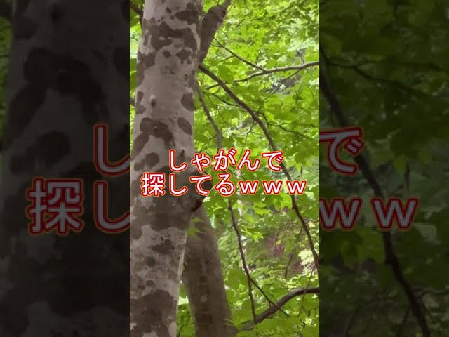 0603 アントニオ動揺する