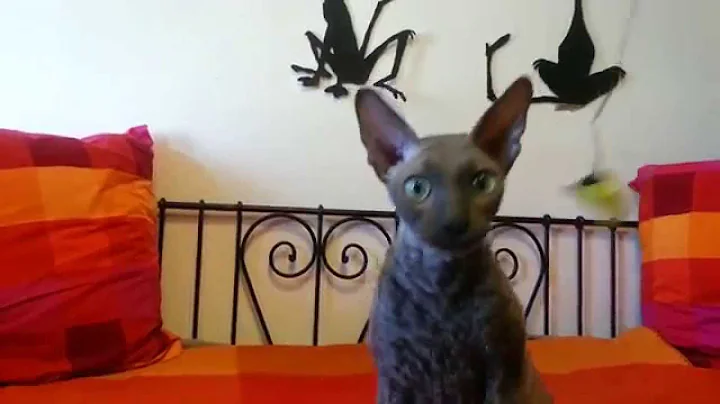 Watch the video about PK the Cornish Rex