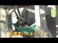 1/30シャオシャオお腹が空いて小暴れ中！giantpanda @tokyo 上野動物園