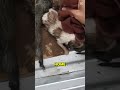 abandoned newborn puppy