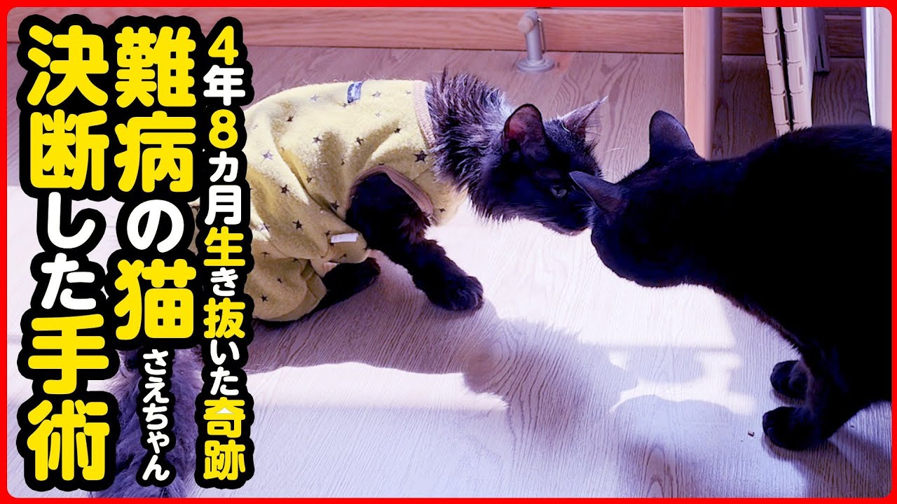 Rare Disease] Sae-chan, who is bravely living with multiple