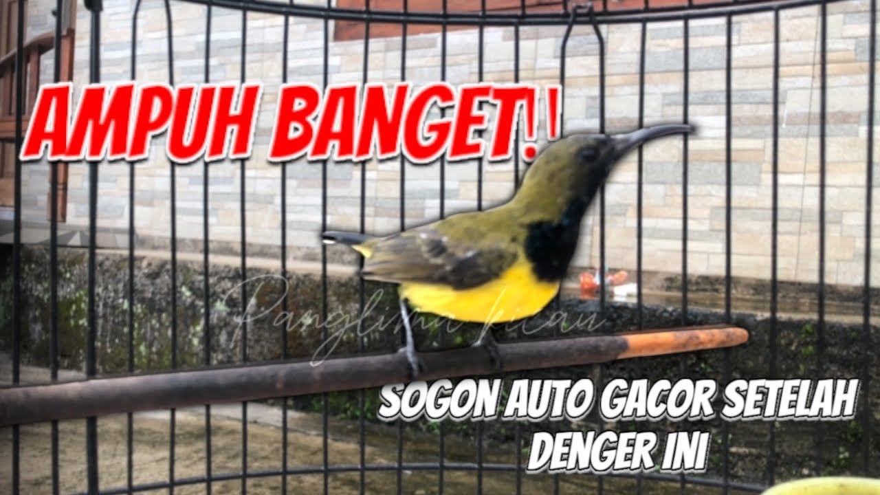 Ampuh‼️ Langsung Bikin Sogon Nyaut Gacor Tanpa Nunggu Lama 🔥 #sogokontong #sogon 