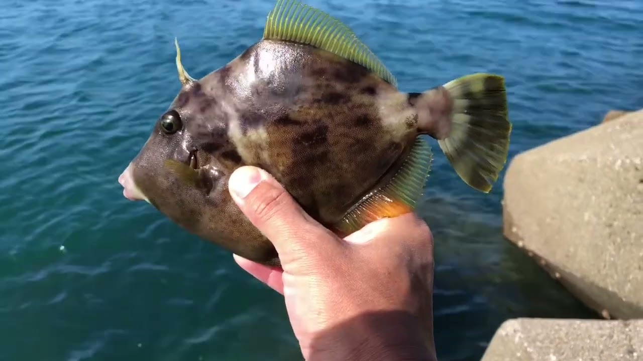 The edge of the tetrapods is their den! I tried fishing for