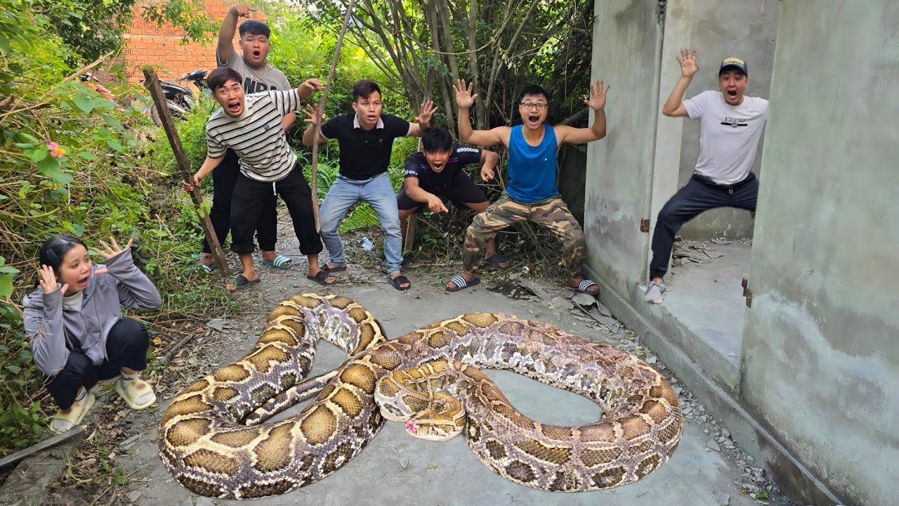 king python89 | brave hunter catches giant pythons,... Brave Expert Catch Giant Python and 100 Dragon Snakes - YouTube