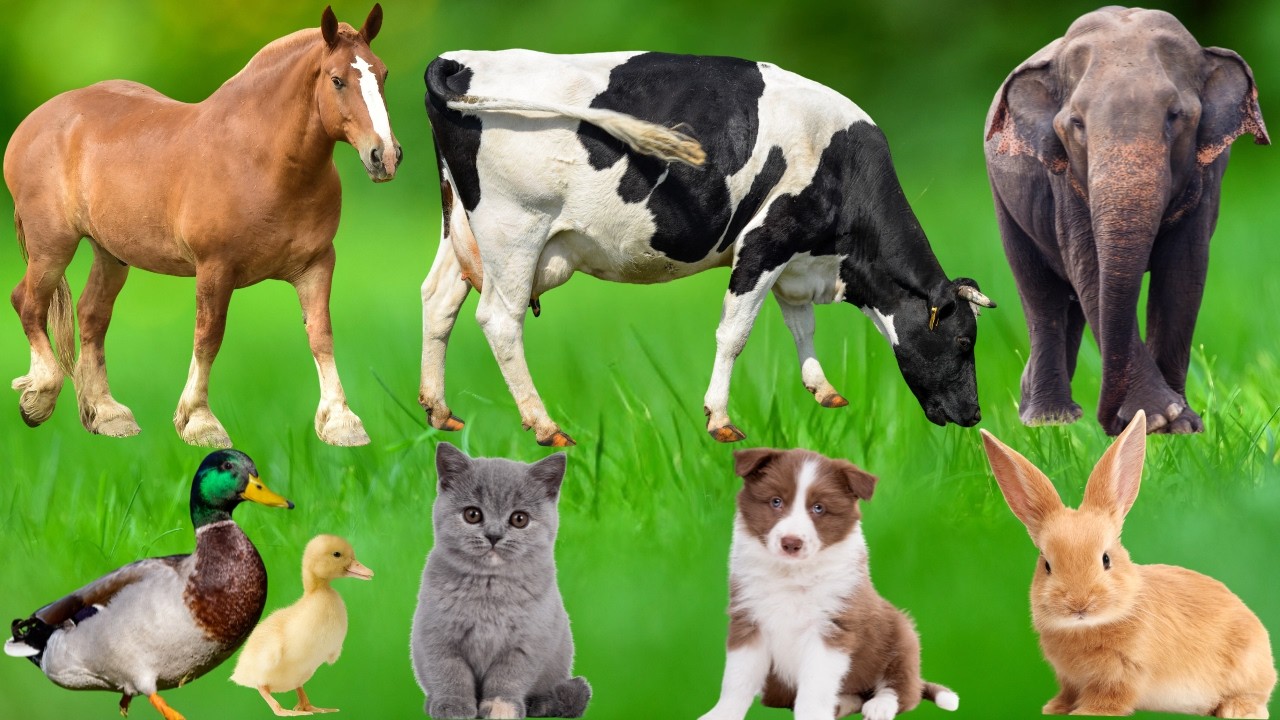 Happy Farm Animals: Chicken, Cow, Sheep, Pig, Dog, Duck, Horse, Cat, Buffalo – Animal Sounds