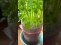 une méthode simple, rapide et très efficace pour cultiver de la coriandre à la maison, même sans jar
