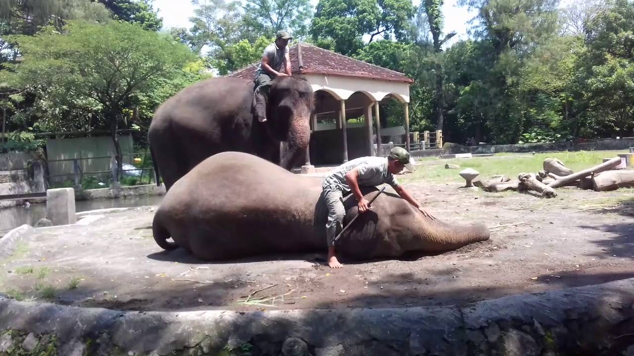Atraksi dan Pengenalan Tingkah Laku Gajah  Gembira Loka Zoo 