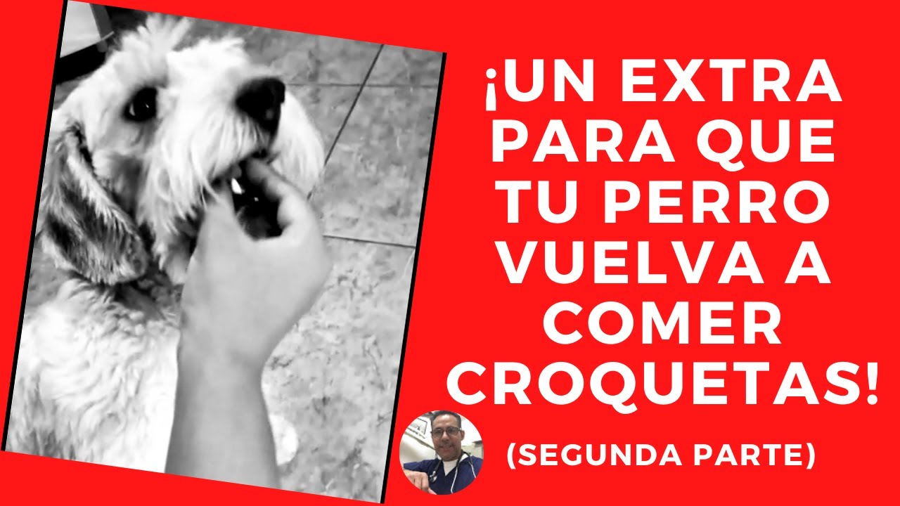 COMO HACER PARA QUE MI PERRO COMA CROQUETAS (2a PARTE) YouTube