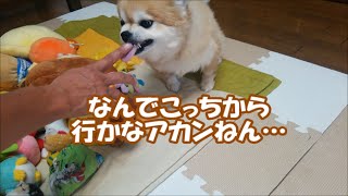 すぐキレるポメラニアン132 ほんましつけがなっとらんわ!