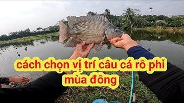 chia sẻ cách chọn vị trí câu cá rô phi dịch vụ vào mùa đông