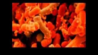 Os 10 Vírus e Bactérias Mortais