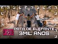 PATA de Elefante planta