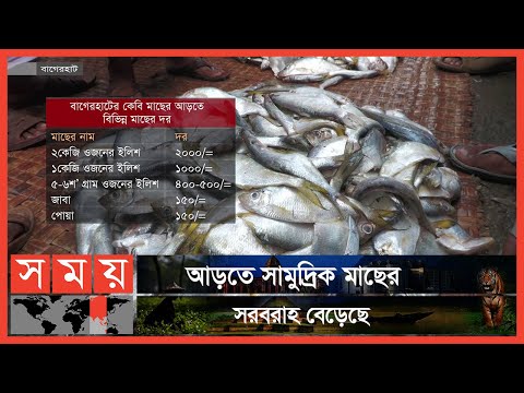 বাগেরহাট কেবি মাছ বাজারে আসছে ইলিশসহ সামুদ্রিক মাছ | Bagerhat Fish Market | Bagerhat | Somoy TV