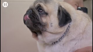 ¡Tierno y pequeño pug! Características, enfermedades y cuidados