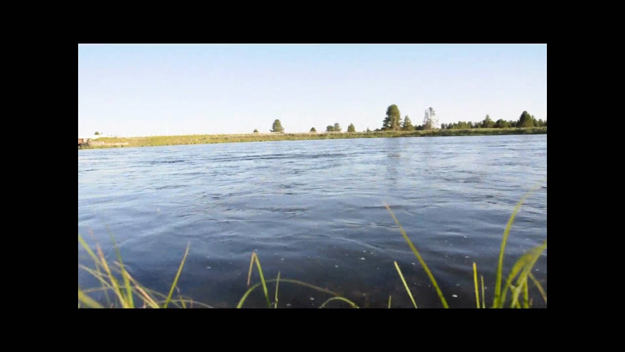 Fly Fishing Frenzy Harriman State Park, Idaho YouTube