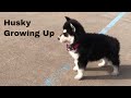 Husky and Corgi Puppies Growing Up!
