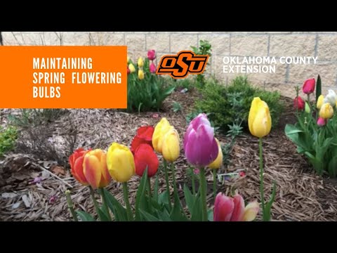 ვიდეო: რატომ ყვავის ბოლქვები ზამთარში: ყვავილების ნაადრევი ყვავილობის მიზეზები