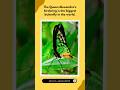 The biggest butterfly in the world! #viral #curiosity #facts #knowledge #butterfly #shortvideo