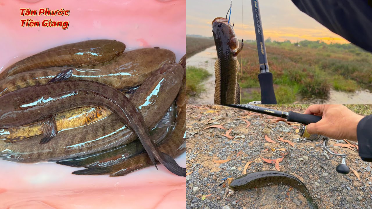 Chuyến đi câu đầu năm mới- trời mưa lạ mùa, nhưng ae ai cũng được gần chục con cá