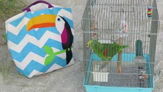 Freedom the Parrot Excited Seeing Hundreds of Black Skimmers Nesting & Walking on Lido Key Beach, Fl