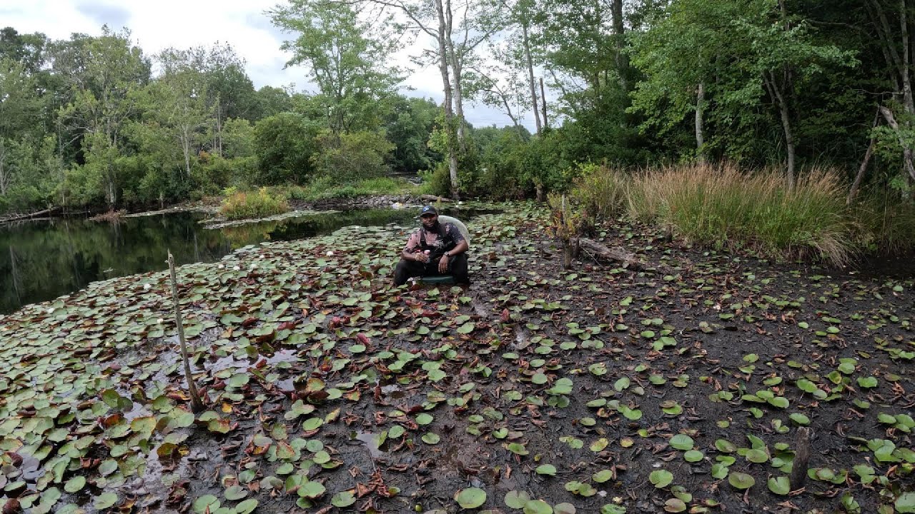 Live Bait Pond Fishing YouTube