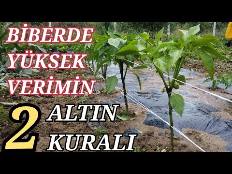 Video: Dağ Biber Bilgisi - Büyüyen Drimys Mountain Peppers Hakkında Bilgi Edinin