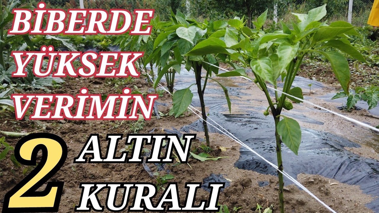 Biberde Yüksek Verim Ve Kalitenin 2 Altın Kuralı