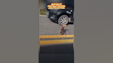 Ant Eater Stuck in the middle of the street #WeViralTv #Animals #AntEater