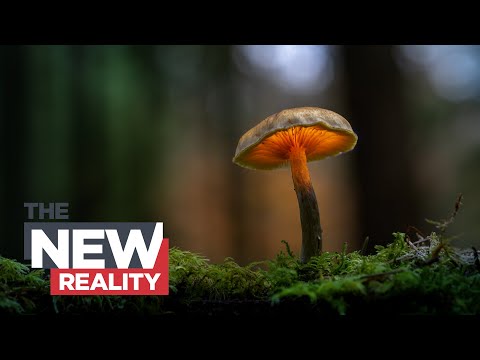 The new reality: our fungi future