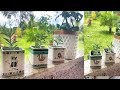 MINHAS SUCULENTAS E AVENCAS!  CUIDANDO DAS PLANTAS E JARDIN! BANCO DE JARDIM