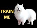 So You Think You Can Train A Samoyed