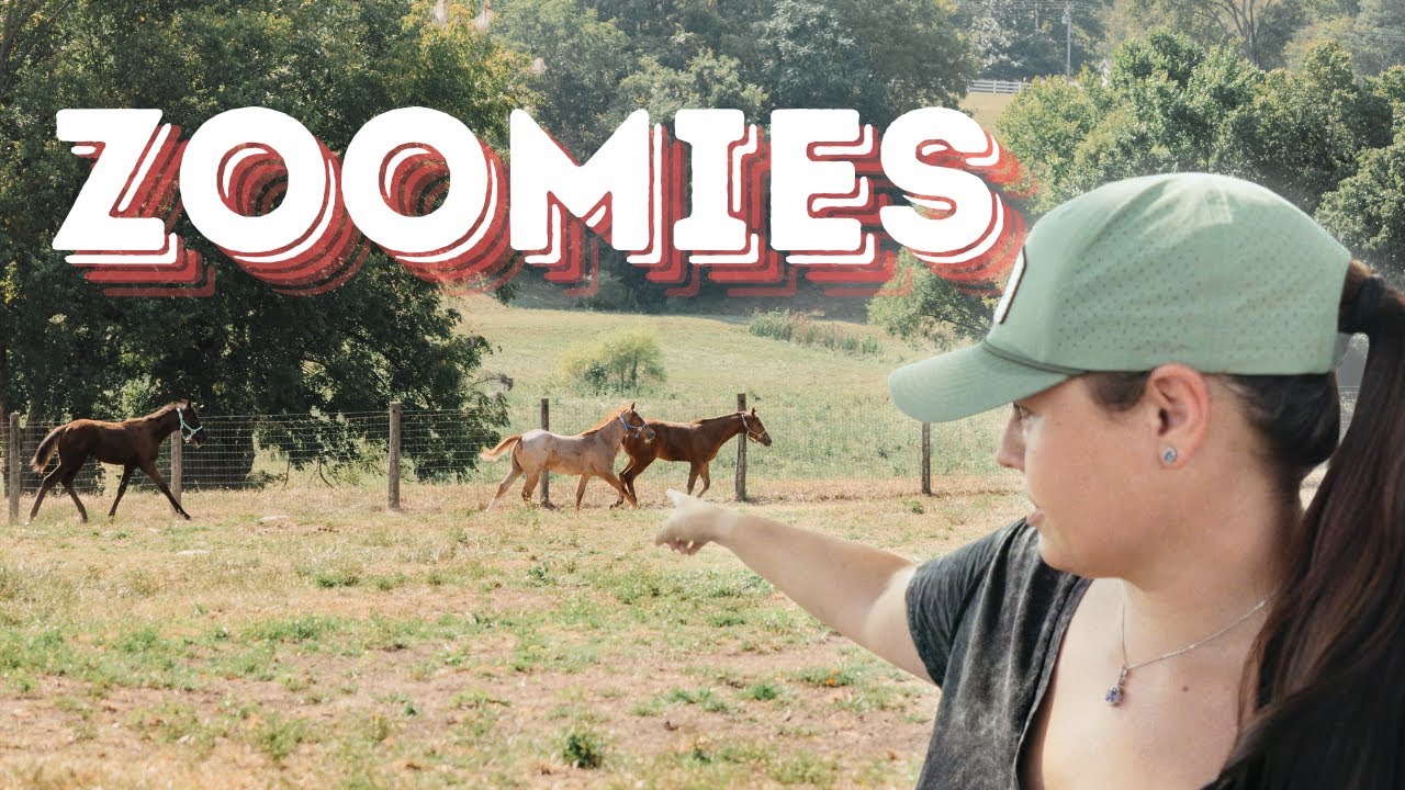 The foals first time in the pasture together was amazing - big zoomies!