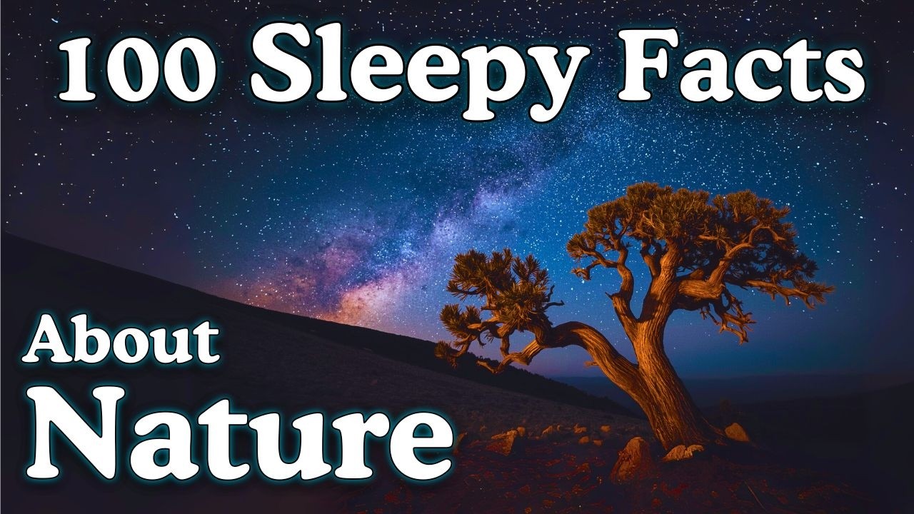 The Most Relaxing Nature Facts to Fall Asleep To