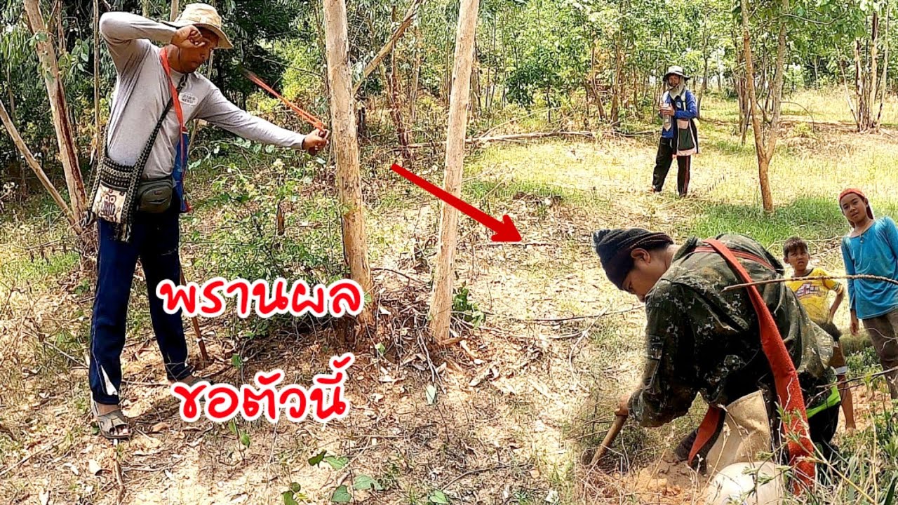 ขุดแย้หาแย้กับทีมงาน พรานผล พรานไก่ ยิงแย้ด้วยหนังสติ๊ก ไล่แย้สนุกสนาน ย้อนวัยเด็ก