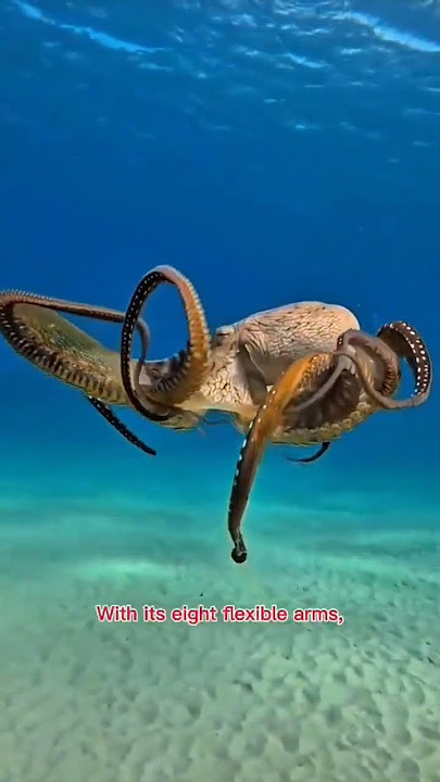 Fakta Unik Gurita‼️#Octopus #Gurita #SeaCreatures #osean #animals #hewanlaut
