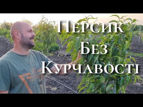 Схема обробок персика. Літ східної плодожерки і захист саду.