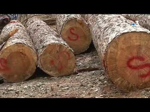 Vidéo: Comment les forêts de feuillus sont-elles gérées?