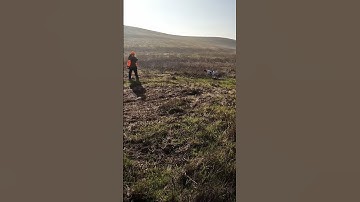 She just won’t hold! #gsp #gundog #birddog #huntingdog #pointer #pheasants #pheasanthunting #hunt