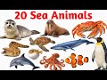 20 समुंद्री जानवरों के नाम | 20 Sea Animals Name English in Hindi for Kids Learning Video