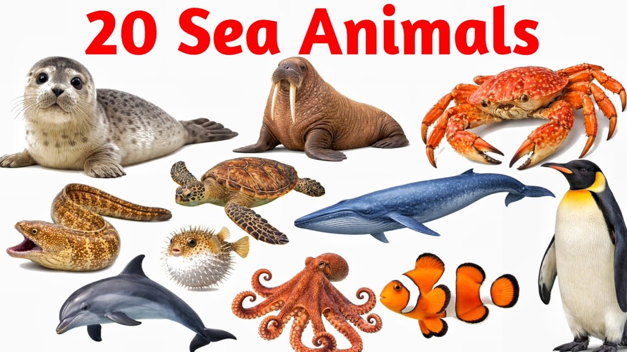 20 समुंद्री जानवरों के नाम | 20 Sea Animals Name English in Hindi for Kids Learning Video 