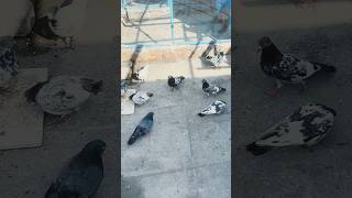 Kaboter bazi ka janon #pigeon