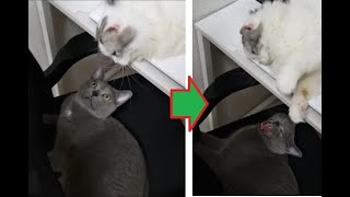自分の真上で舎弟がくつろいでいる事に気付いた時のボス猫の反応