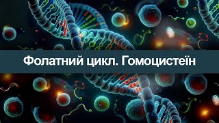 Фолатний цикл. Гомоцистеїн.