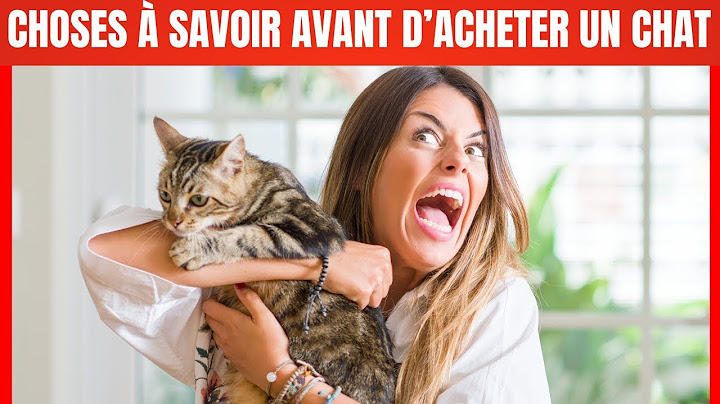 14 choses que j'aurais aimé savoir AVANT d'avoir un Chat
