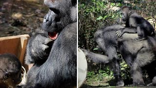 Kintaro, the baby gorilla, demands to be nursed by his father! Momotaro was in trouble.