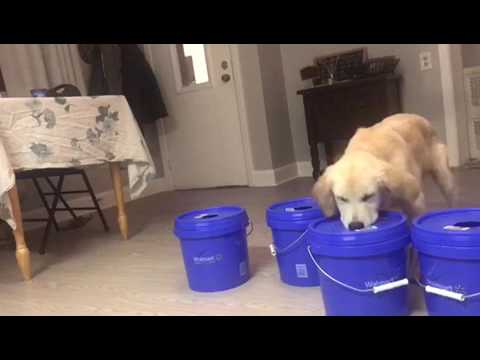 Video: Ang Golden Retriever Ay Nakakuha Ng $ 85,000 Worth Ng Heroin Sa Backyard