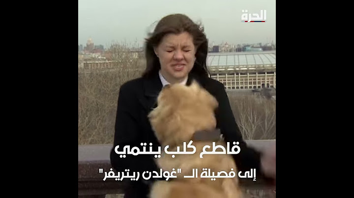 كلب يفاجئ مراسلة تلفزيونية أثناء بث مباشر